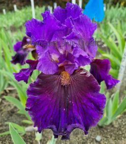 Huckleberry Woman - Tall Bearded