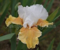 Amber Snow