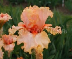 April Jewel