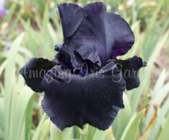 Black Suited