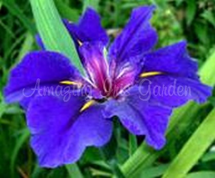 bluej iris garden