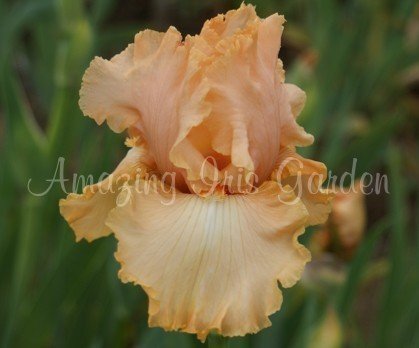 Close Your Eyes Amazing Iris Garden