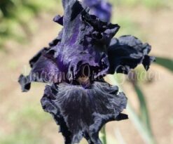 Dark Passion