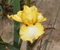 Goldcinda (Potted)