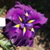 Good Omen - Japanese Iris
