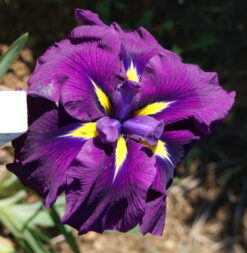 Good Omen - Japanese Iris