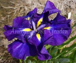 Gypsy Princess - Japanese