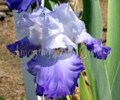 Heartstring Strummer