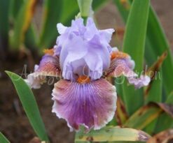 Irwell Royal Heiress