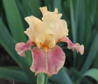 Irwell Supreme Lady