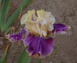 Irwell Thanks Giving