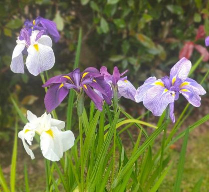 Japanese iris seedlings