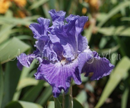 HERITAGE IRISES: New Zealand Tall Bearded Iris LACE AND VIOLETS