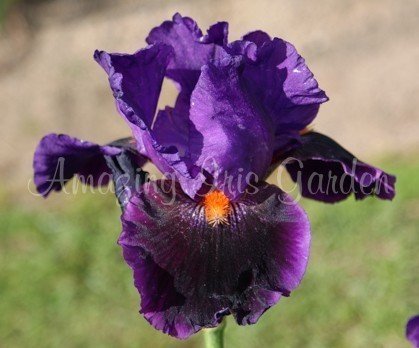 Local Colour Amazing Iris Garden