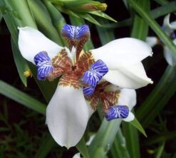 Neomarica gracillis - Walking Iris
