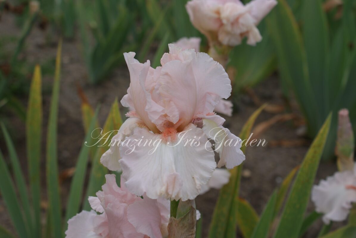 Portrait of Amy - Amazing Iris Garden