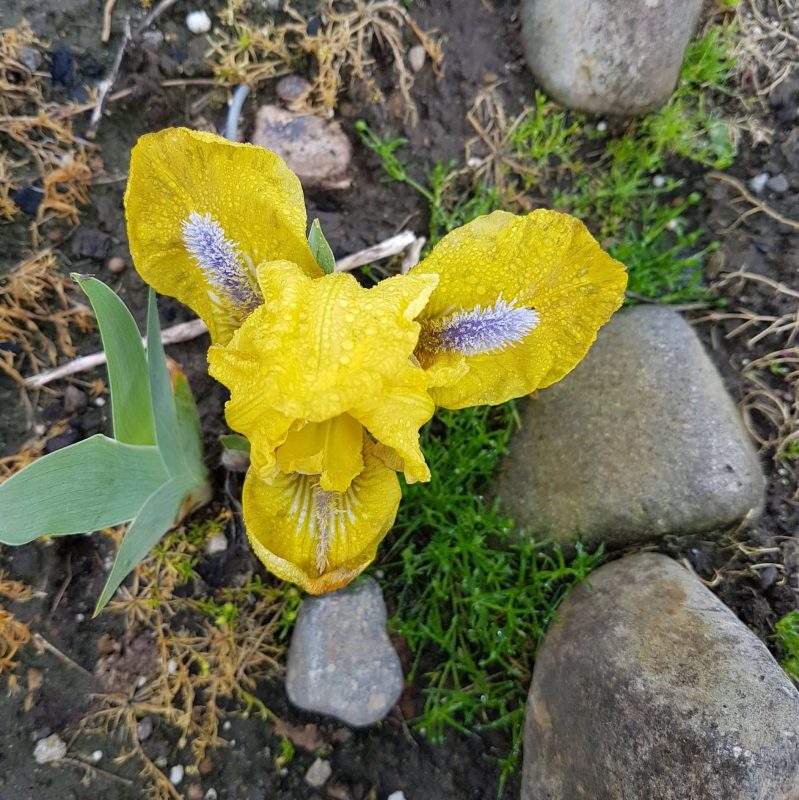 Iris Colours - Amazing Iris Garden