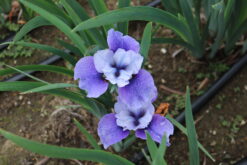 Shall We Dance - Siberian