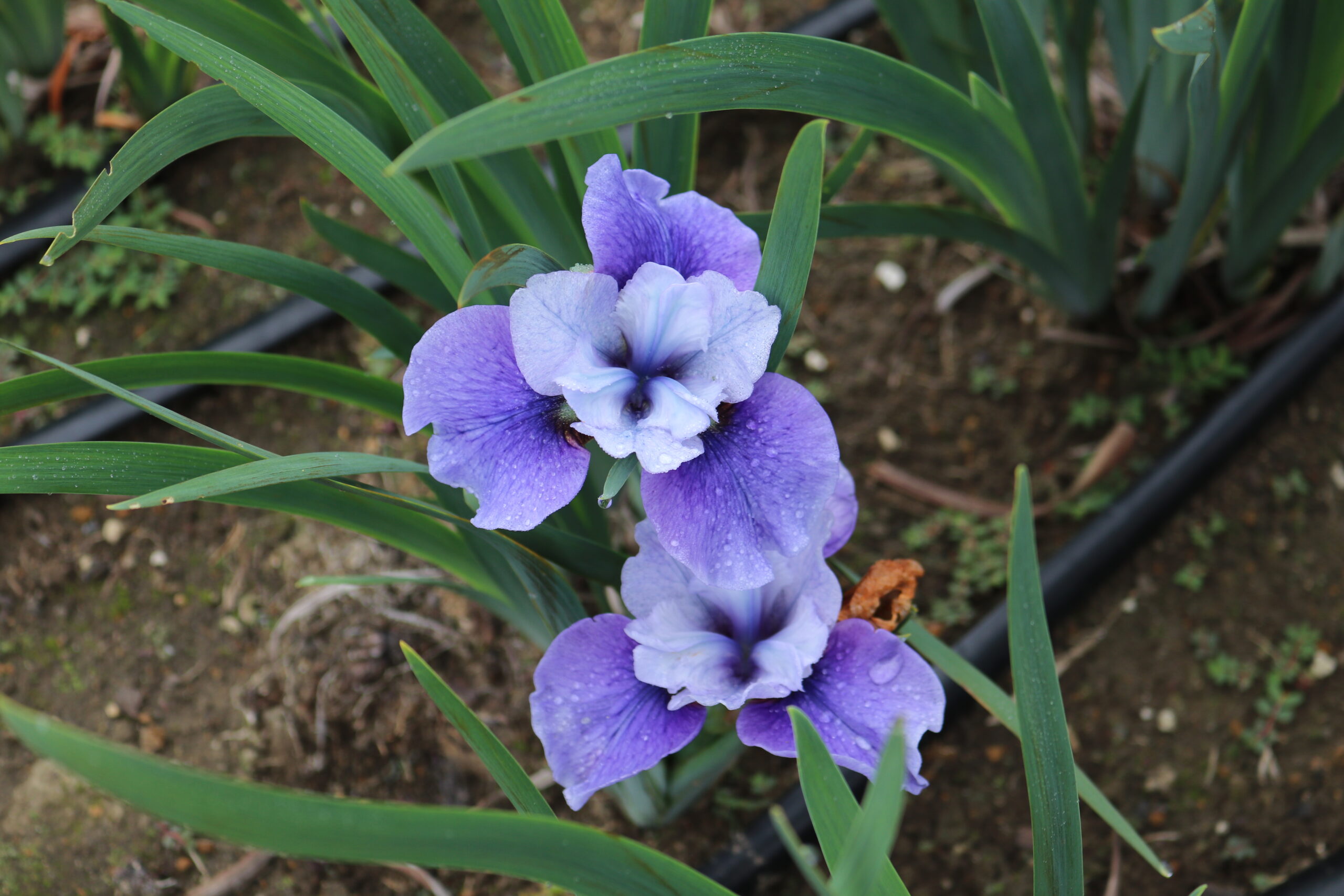 Shall We Dance - Siberian