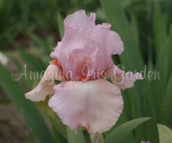Star Frosted Pink