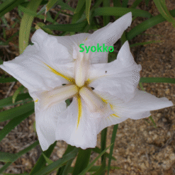 Syoko - Japanese Iris