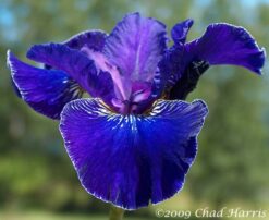 Trim The Velvet - Siberian